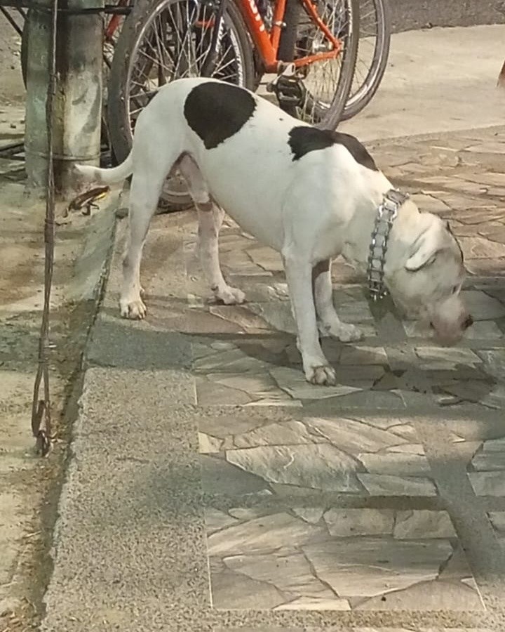 Perro encontrado en La Virginia, Risaralda 