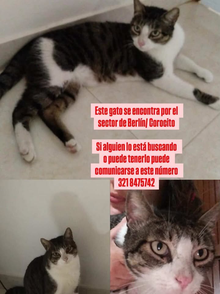 Gato encontrado en Berlin/Corocito, Risaralda 
