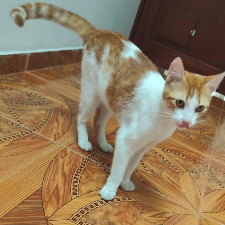 Gato en adopción en Risaralda 