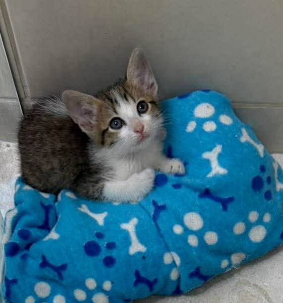 Gaticos en adopción en Risaralda 