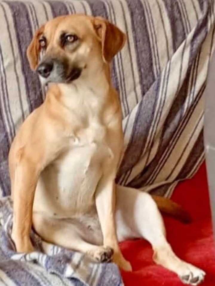 Adopción Canina en Risaralda: Perla Briyit Busca un Hogar 