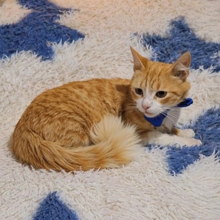 Adopción de Perro Macho en Risaralda 