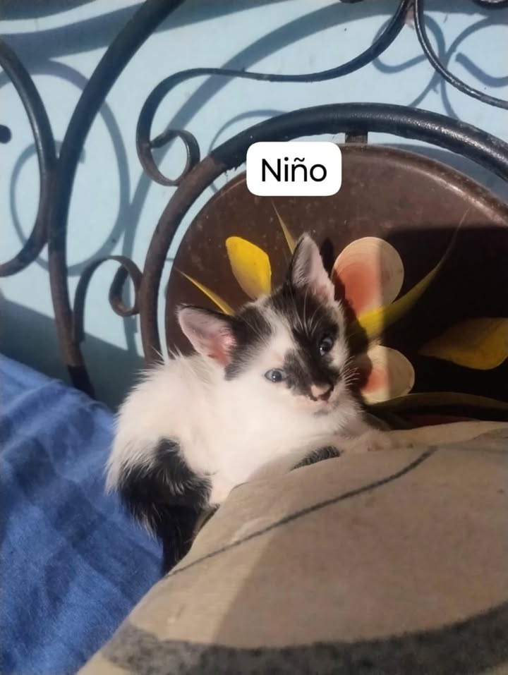 Adopción de gatos en La Victoria, Valle 