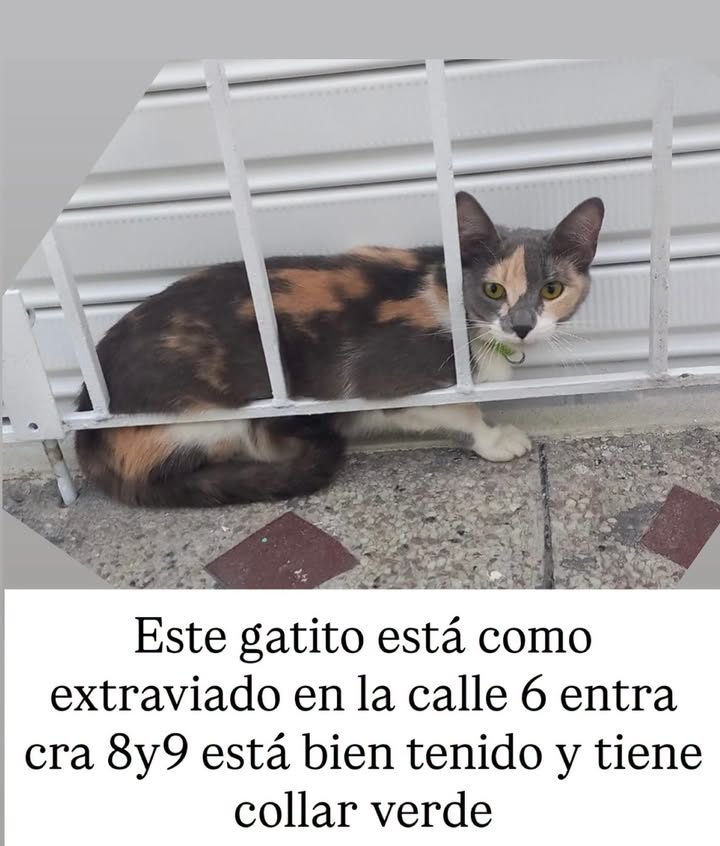 Gato Extraviado en Calle 6 Risaralda 