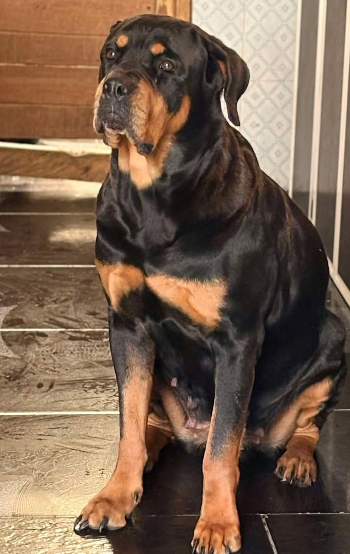 Adopción de Perro en Risaralda 