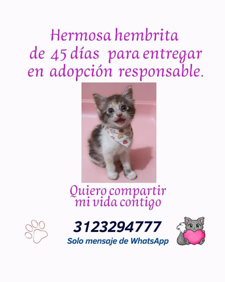 Adopción de Gato Macho en Risaralda 