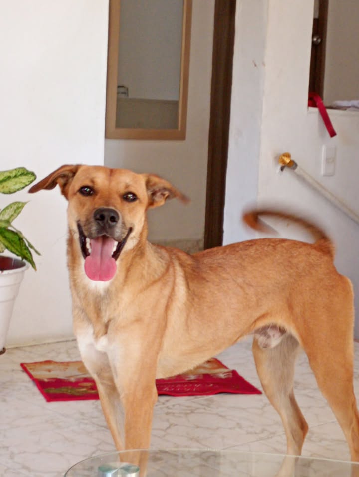 Adopción de perro en Risaralda 