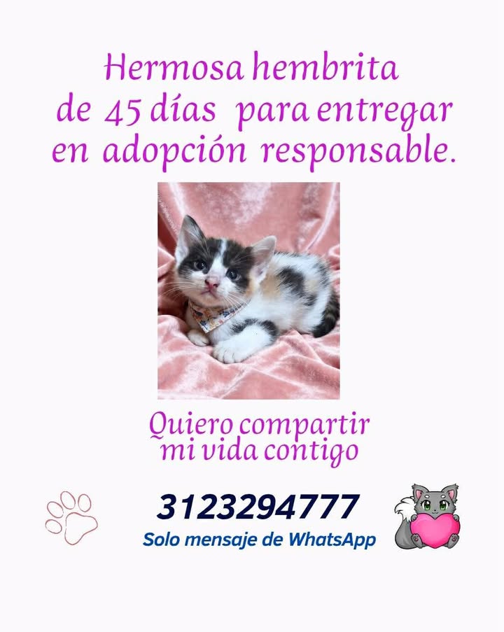 Adopción de Gato Macho en Risaralda 