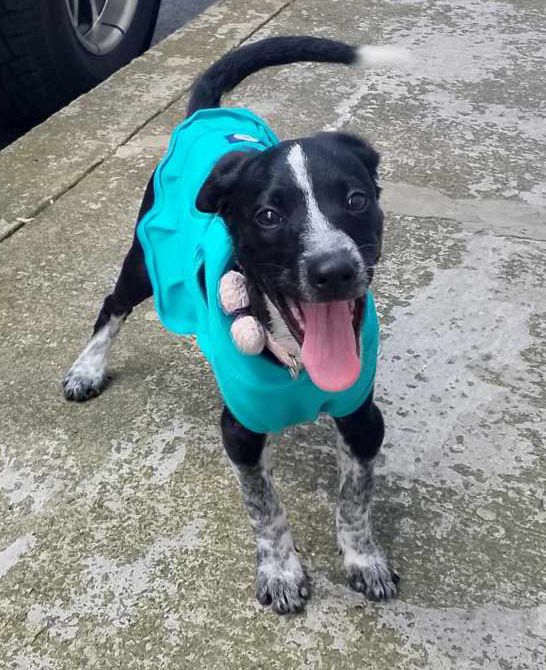 Adopción Perrita Risaralda 