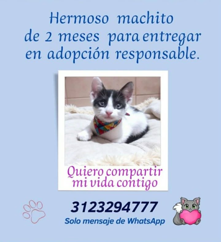 Adopción de Gato Macho en Risaralda 