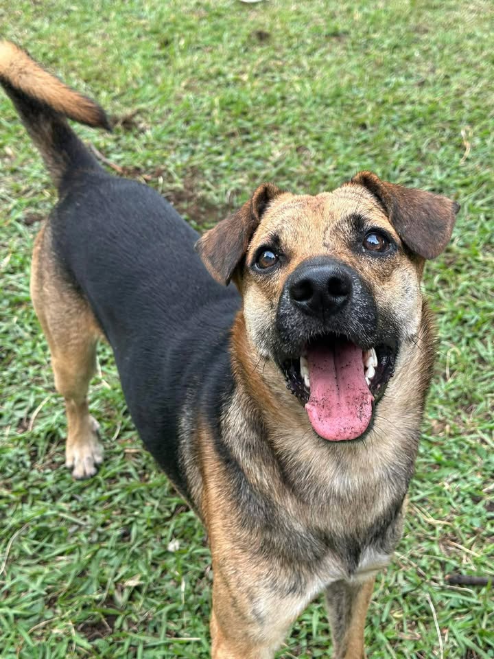 Adopción de Perro en Risaralda, Colombia 