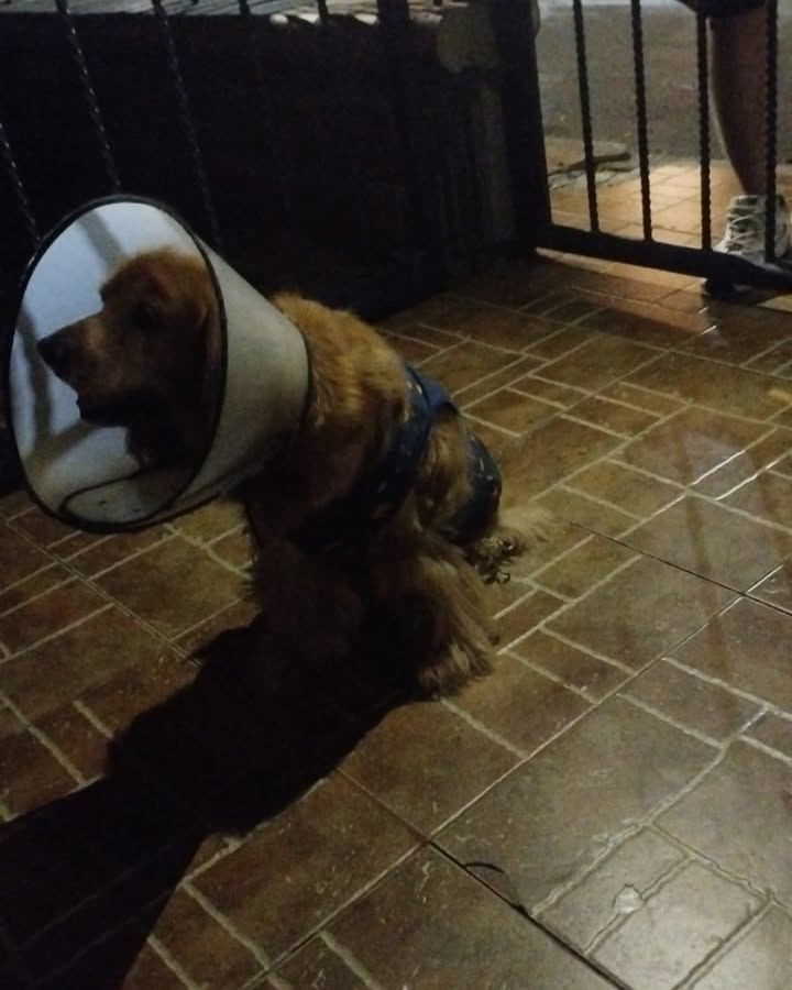 Perro encontrado en Tangarife 