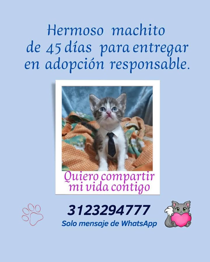 Adopción de Gato Macho en Risaralda 