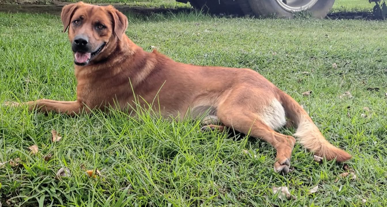 Adopción de Perro en Risaralda 