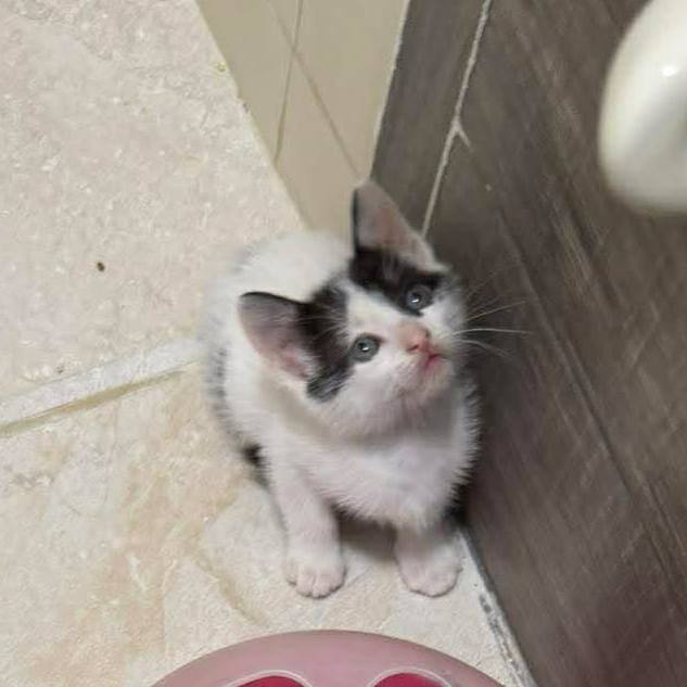 Adopción de Gatos en Risaralda 