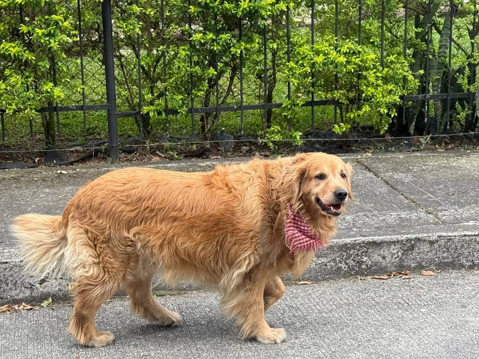 Perro Desorientado en Parque Milán, Risaralda 