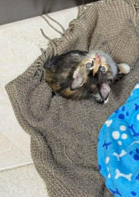 Adopción de Gatos en Risaralda 