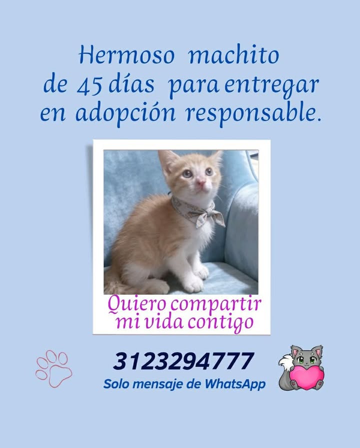 Adopción de Gato Cachorro en Risaralda 