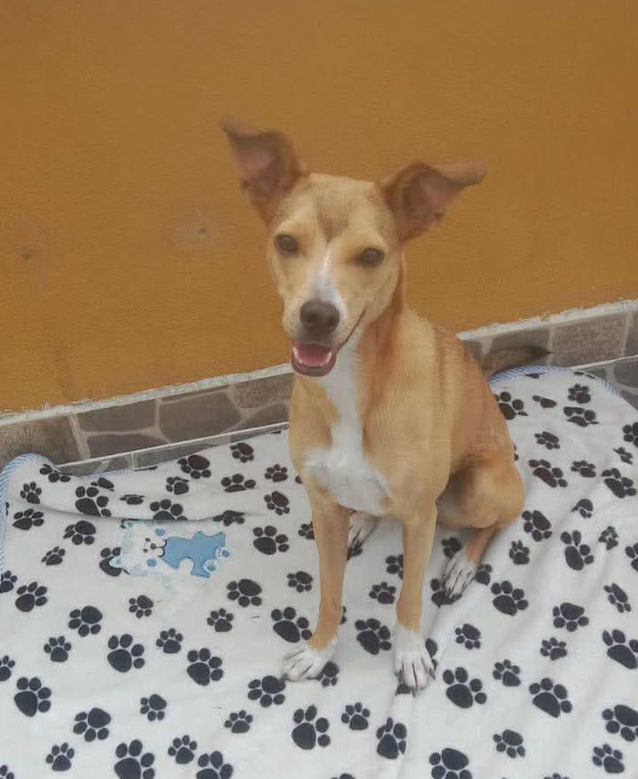 Adopción de Perro en Risaralda, Colombia 