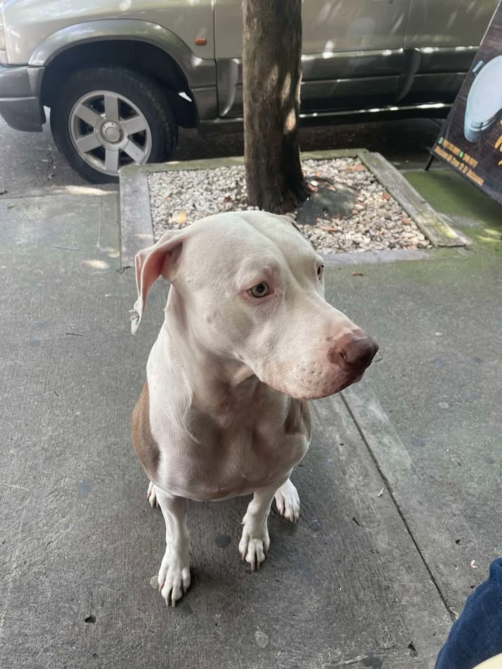 Perro encontrado en Belmonte 