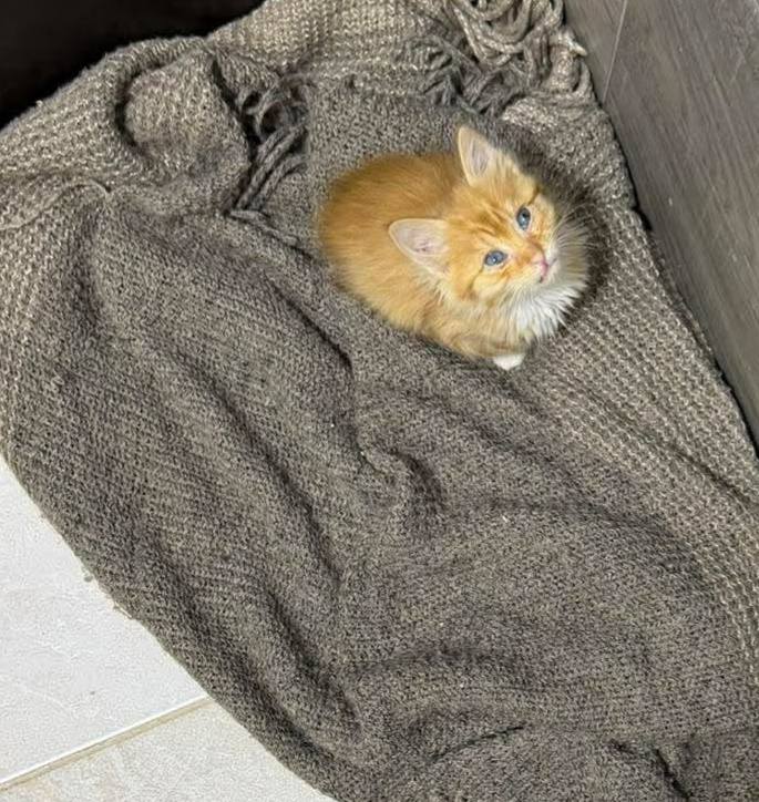 Adopción de Gatos en Risaralda 