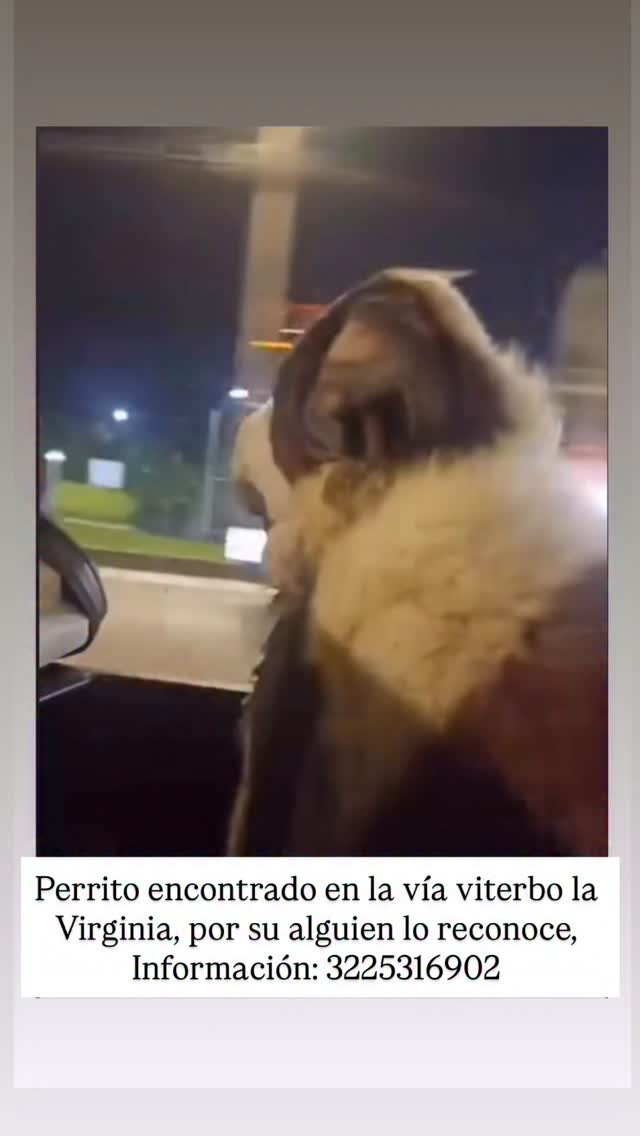 Perrito encontrado en la vía Viterbo la Virginia Risaralda 