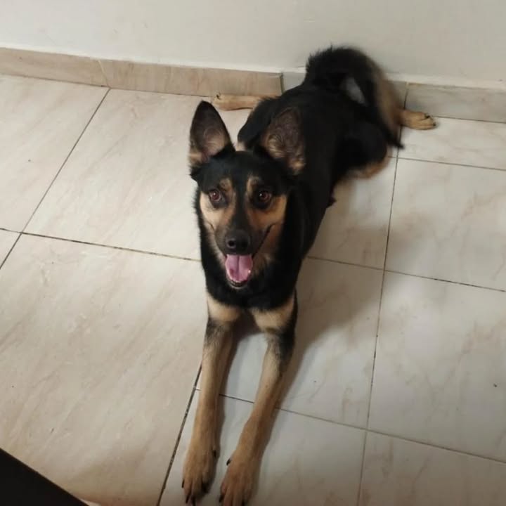 Adopción de Perro Cariñoso en Risaralda 