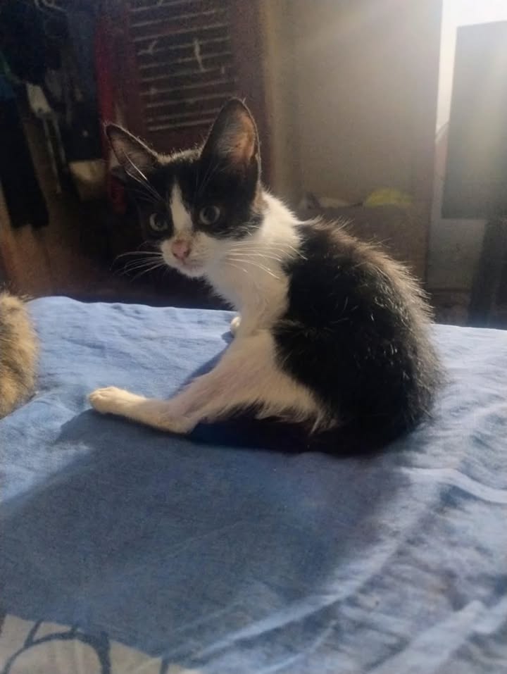 Adopción de gatos en La Victoria, Valle 