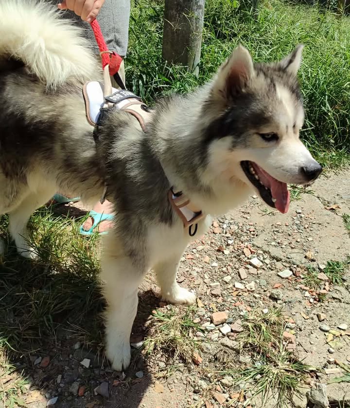 Adopción de Perro en Risaralda 