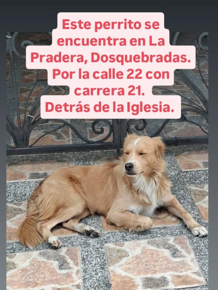 Perro encontrado en La Pradera, Dosquebradas 