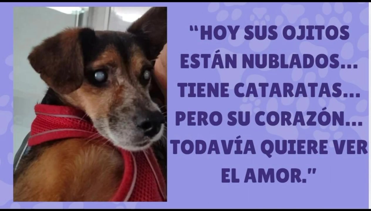 Adopción de perro en Antioquia 