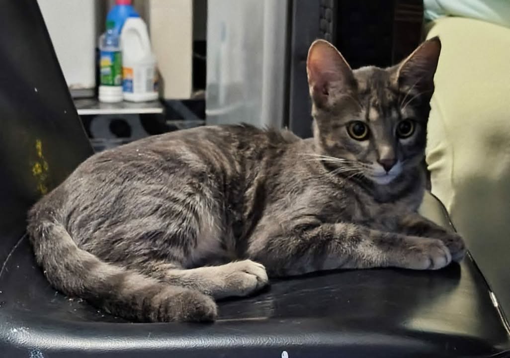 Gato busca hogar responsable en Risaralda 