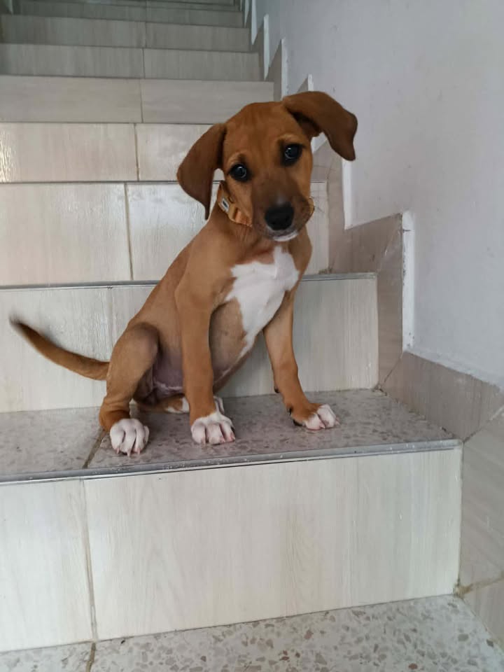 Adorable perrita busca hogar en Risaralda 