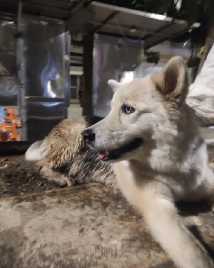 Perro encontrado en La Virginia, Risaralda 
