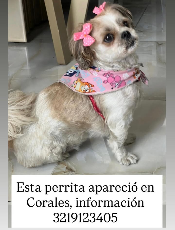 Perro Shih Tzu encontrado en Corales, Risaralda 
