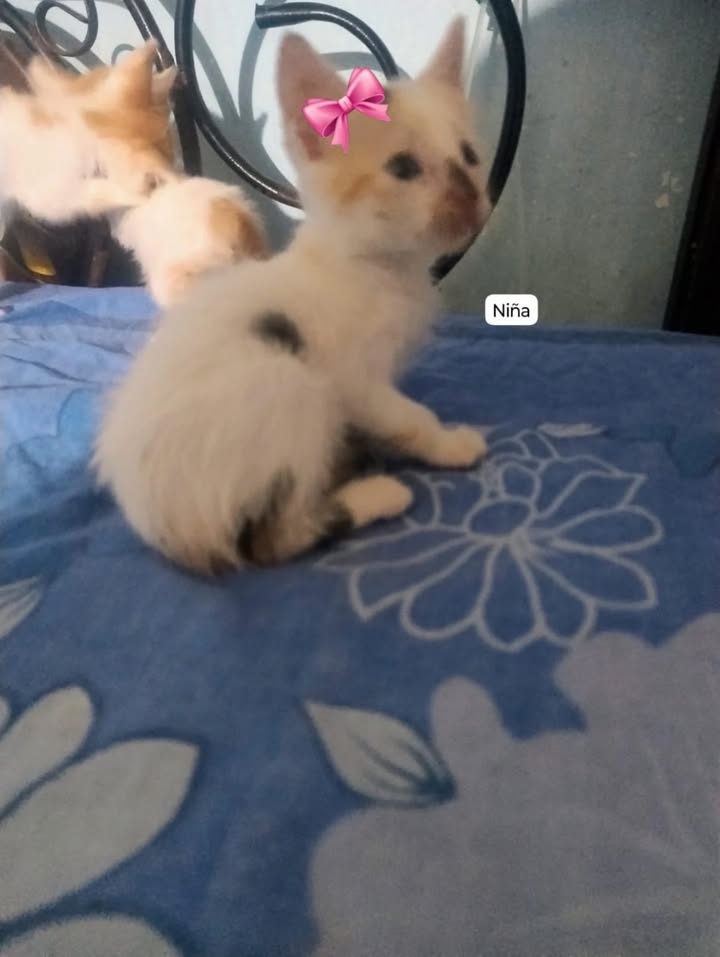 Adopción de gatos en La Victoria, Valle 