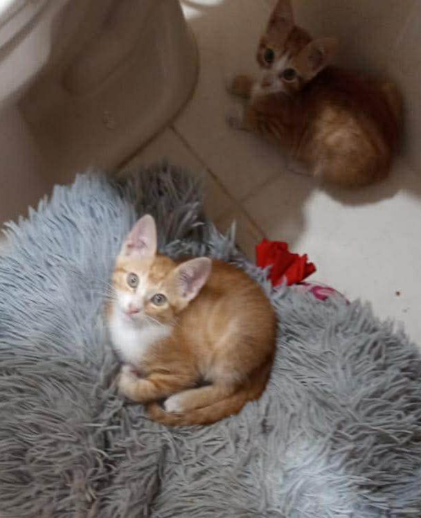 Adopción de Gaticos en Risaralda 