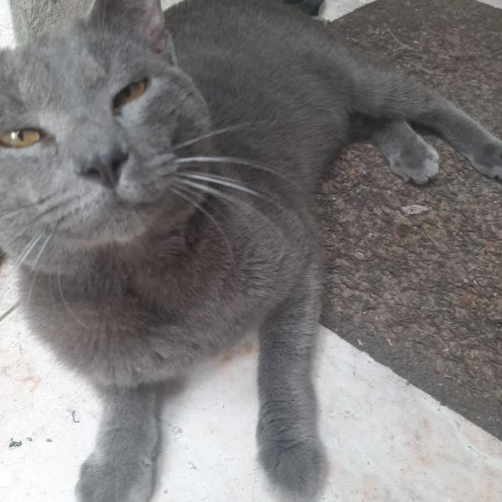 Adopción de Gato Bebé en Risaralda 