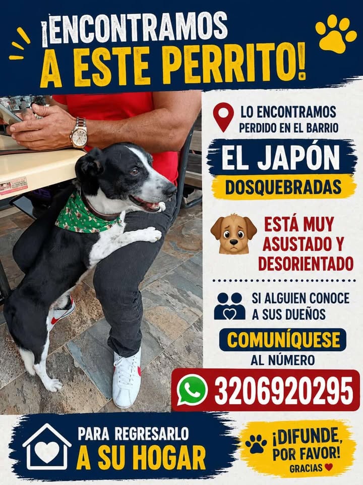Perro perdido en Dosquebradas, Risaralda 