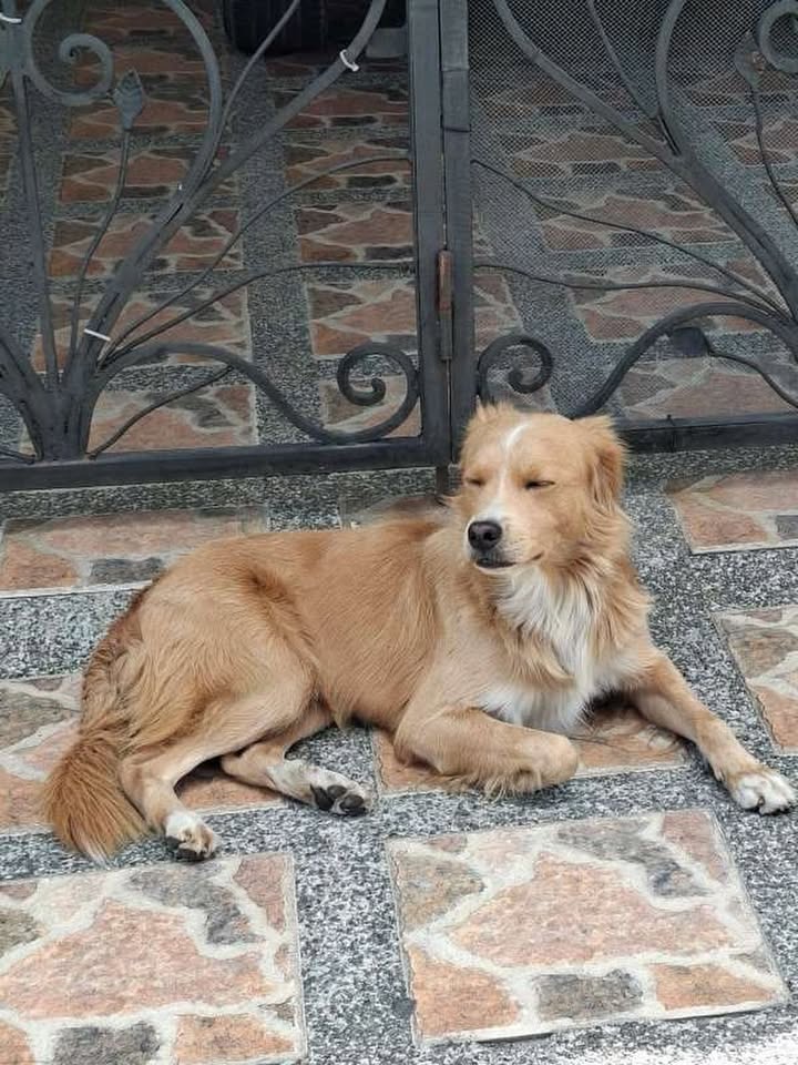 Perro Perdido en Pradera, Risaralda 