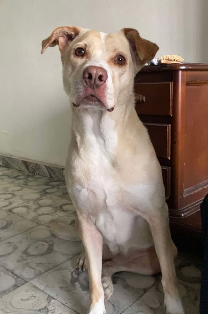Adopción Canina en Risaralda 
