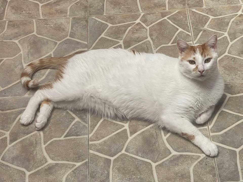 Adopción de Gaticos en Risaralda 