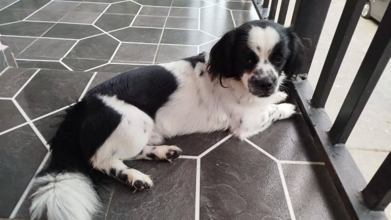 Adopcion de perro pequeno esterilizado en Risaralda 