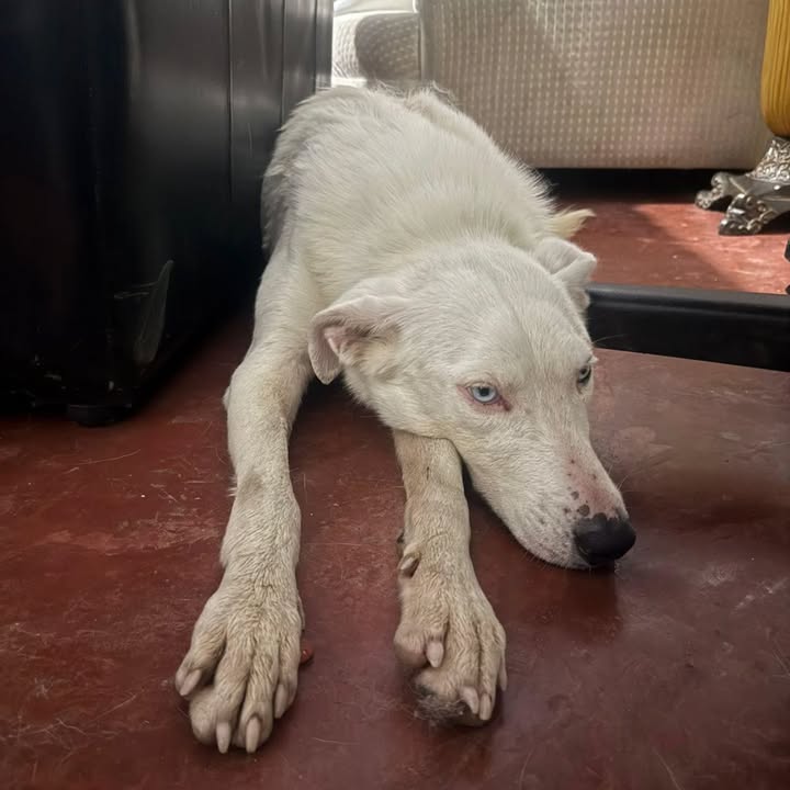 Perra en adopción en Pereira 