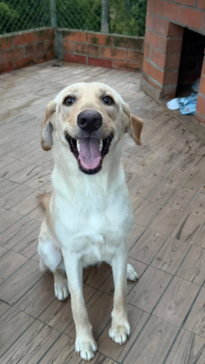 Perro encontrado en Risaralda busca a su familia 