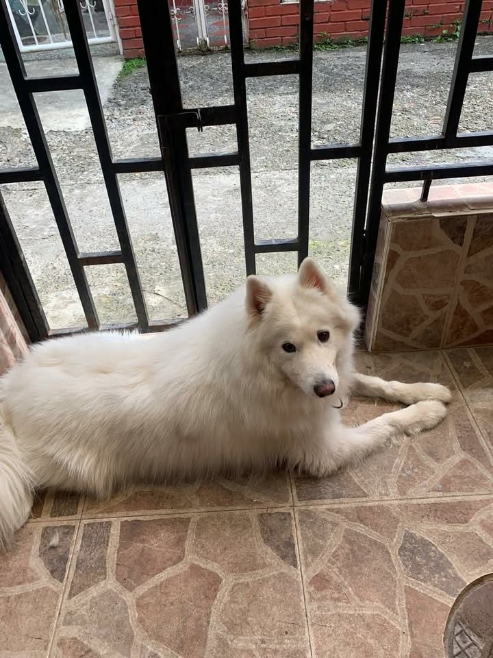 Perrito blanco en adopción en Risaralda 