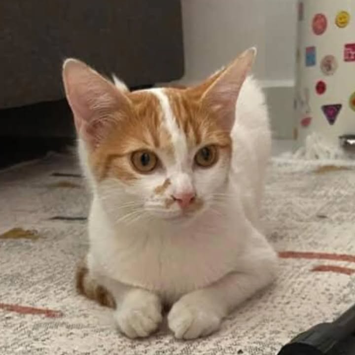Gata en adopción en Risaralda 