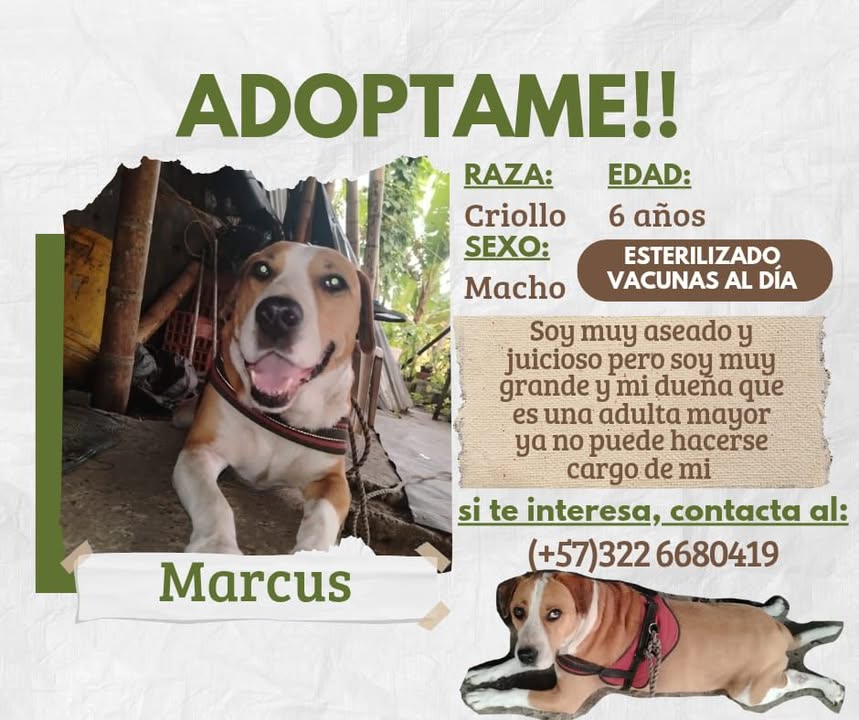 Perro en adopción en Risaralda 