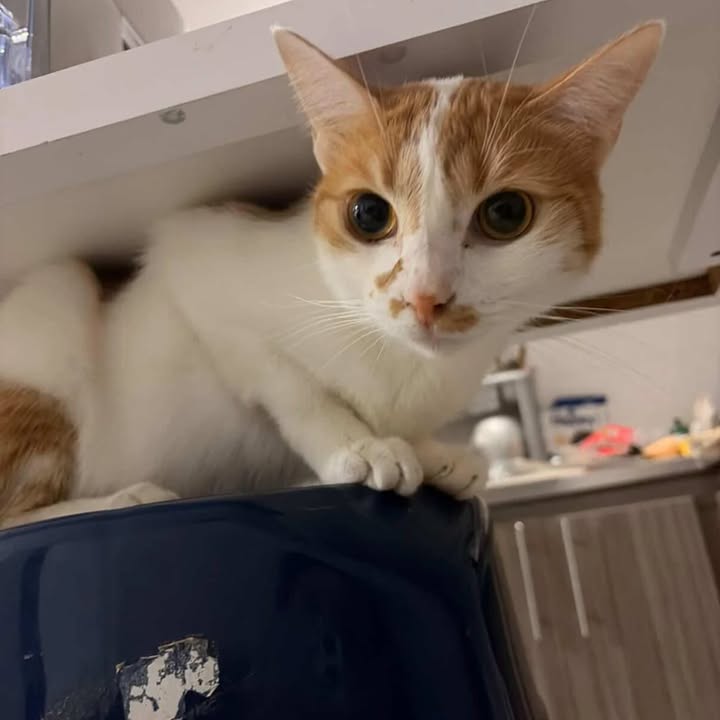 Gata en adopción en Risaralda 