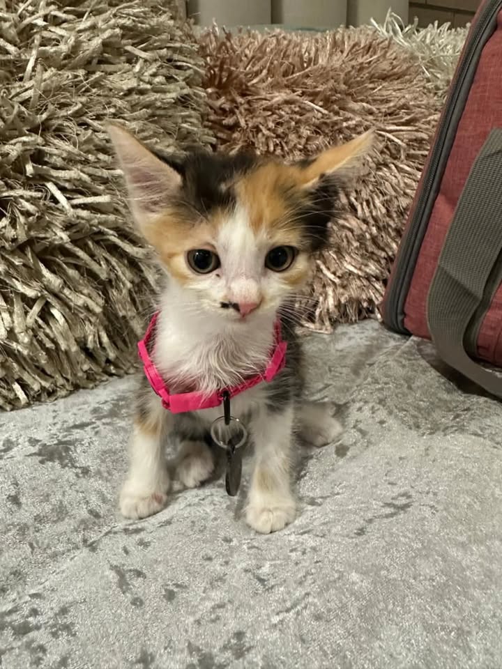 Adopta Gatitos Cariñosos en Risaralda 